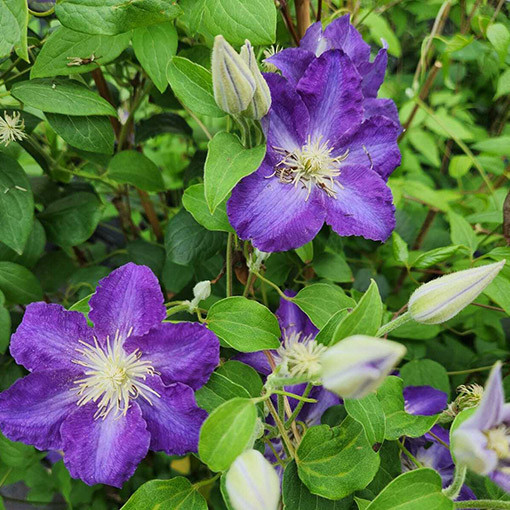 Clematis ‘Stefan Franczak'  2L
