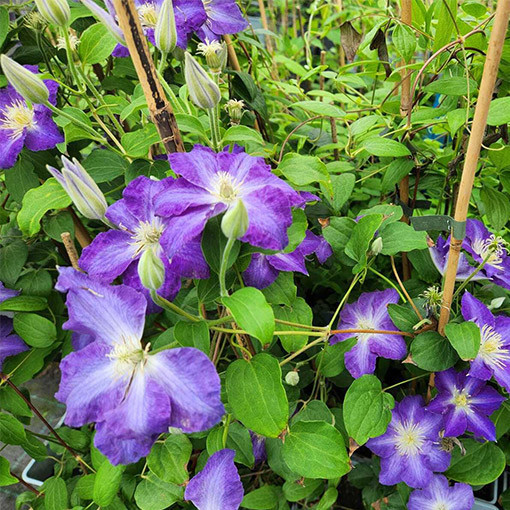 Clematis ‘Stefan Franczak'  2L