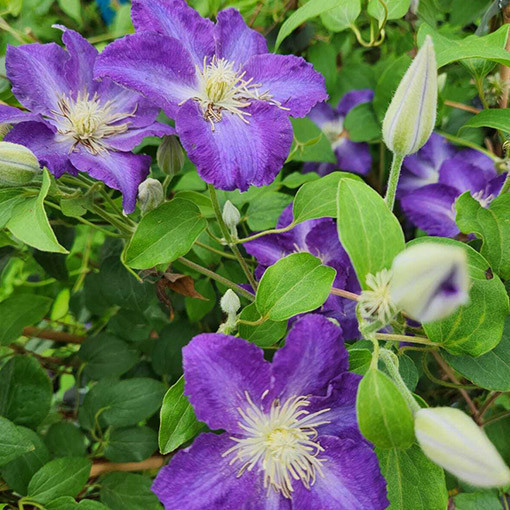 Clematis ‘Stefan Franczak'  2L