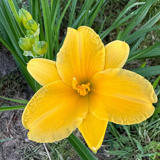 Daylily STELLA DE ORO  2L