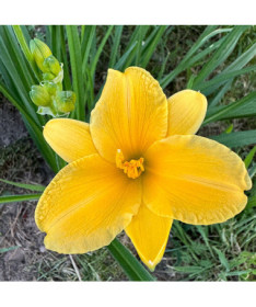 Daylily STELLA DE ORO  2L