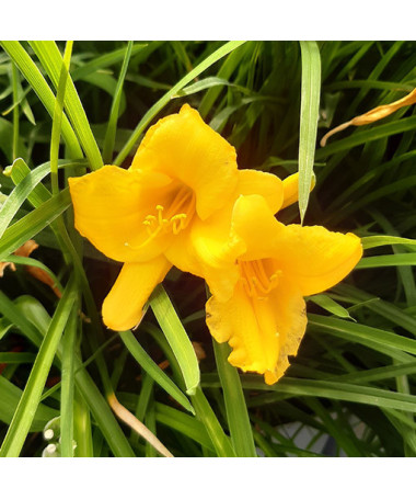 Daylily STELLA DE ORO  2L