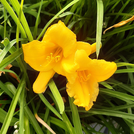 Daylily STELLA DE ORO  2L