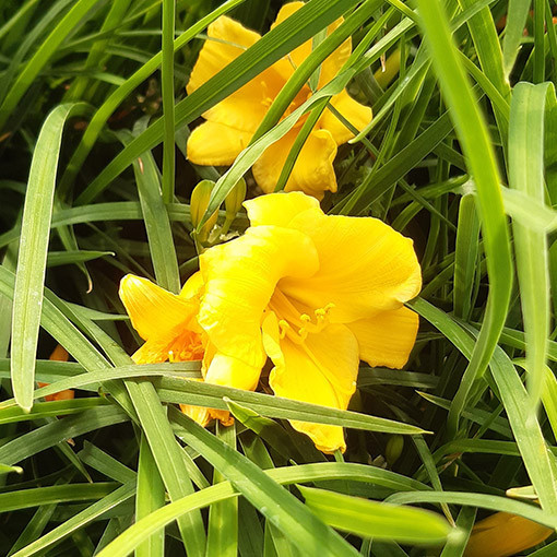 Daylily STELLA DE ORO  2L