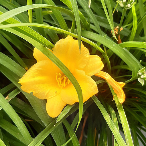 Daylily STELLA DE ORO  2L