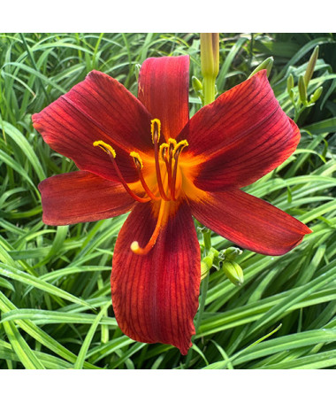 Daylily CRIMSON PIRATE  2L