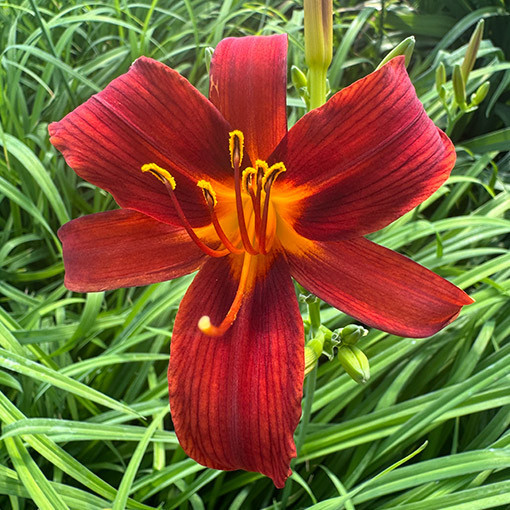 Daylily CRIMSON PIRATE  2L