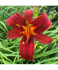 Daylily CRIMSON PIRATE  2L