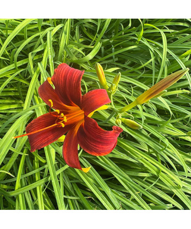 Daylily CRIMSON PIRATE  2L