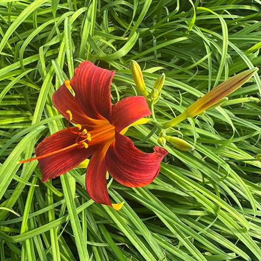 Daylily CRIMSON PIRATE  2L