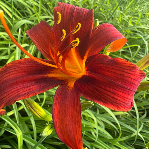 Daylily CRIMSON PIRATE  2L