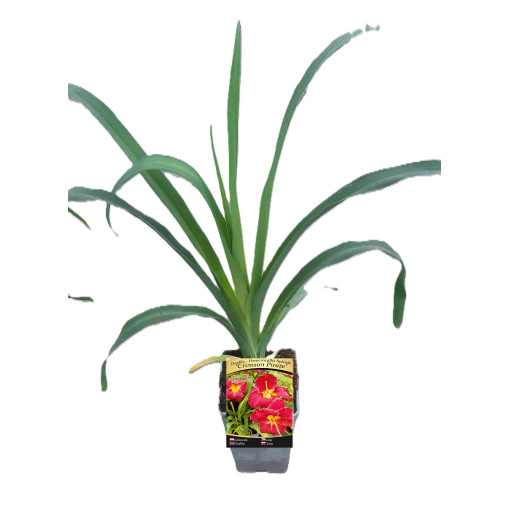 Daylily CRIMSON PIRATE  2L