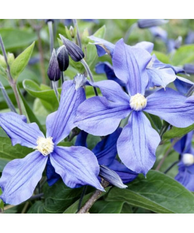 Clematis ‘Arabella' (herbaceous, groundcover type)   4L