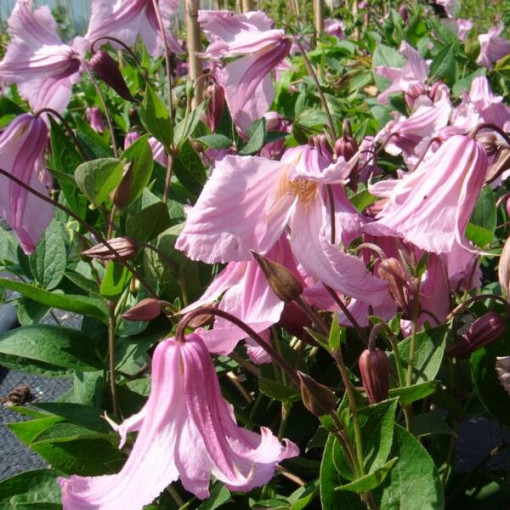 Clematis ‘Alionushka' 4L