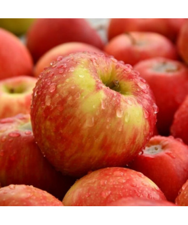 Mini Patio - Apple Tree Delegrina, container 4L