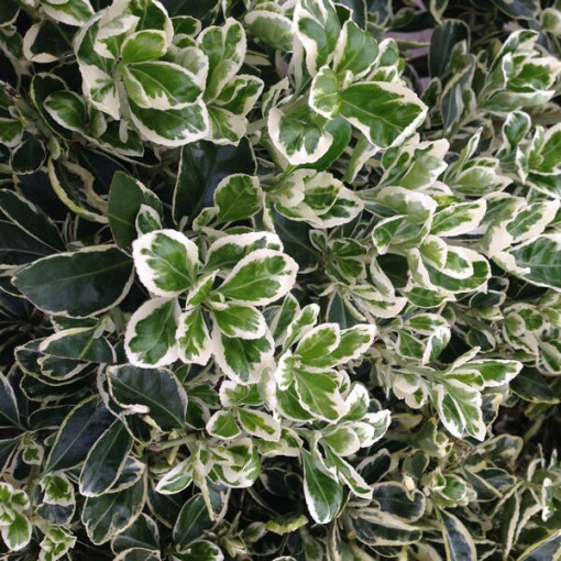 Euonymus fortunei ‘Harlequin'  2L