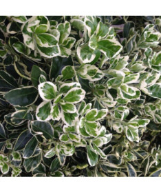 Euonymus fortunei ‘Harlequin'  2L