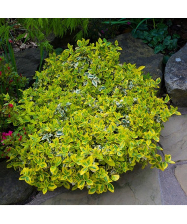 Euonymus fortunei ‘Harlequin'  2L