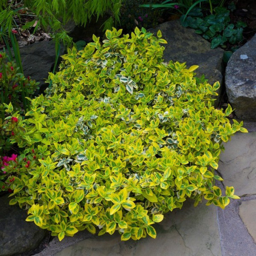 Euonymus fortunei ‘Harlequin'  2L