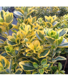 Euonymus ‘Emerald Gold' 2‑litre pot