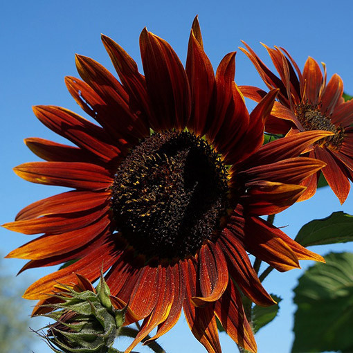 Ornamental Sunflower ‘Czerwone Serce'