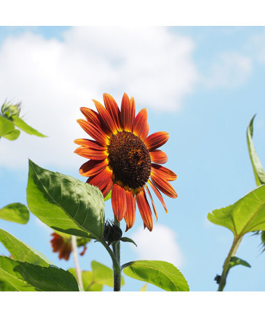 Ornamental Sunflower ‘Czerwone Serce'
