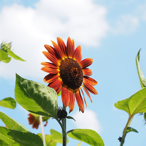 Ornamental Sunflower ‘Czerwone Serce'