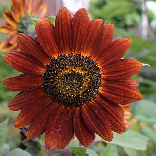 Ornamental Sunflower ‘Czerwone Serce'