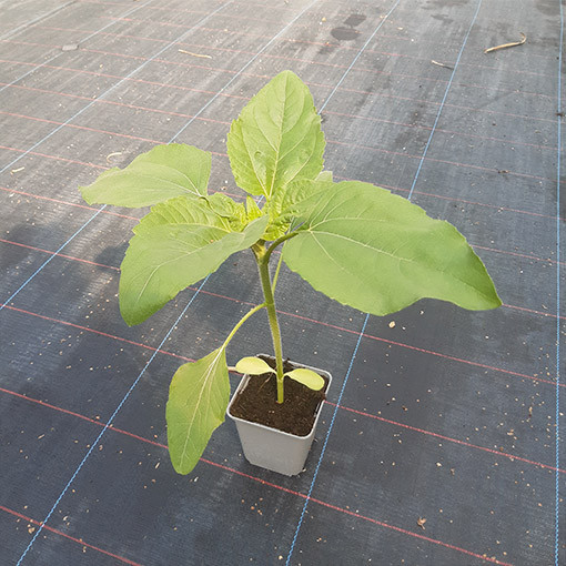 Ornamental Sunflower ‘Czerwone Serce'