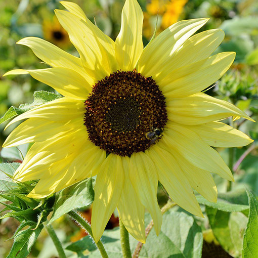 Ornamental Sunflower ‘Italian White'