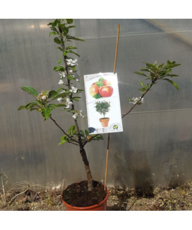 Mini Patio - Apple Tree Delegrina, container 4L