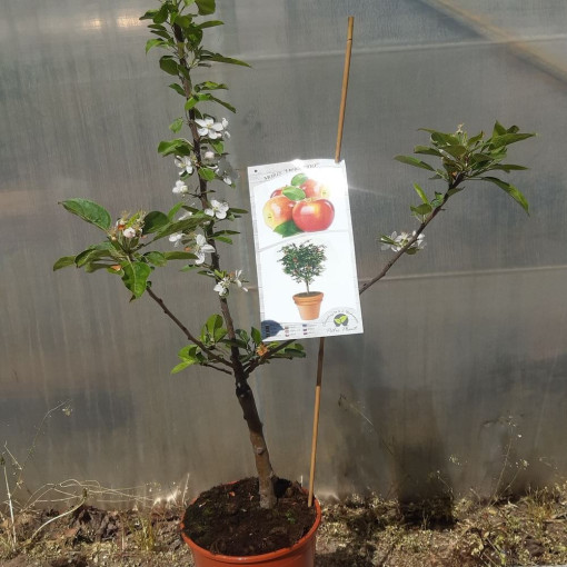 Mini Patio - Apple Tree Delegrina, container 4L