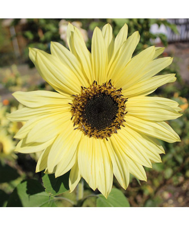 Ornamental Sunflower ‘Italian White'
