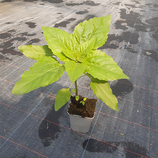 Ornamental Sunflower ‘Italian White'