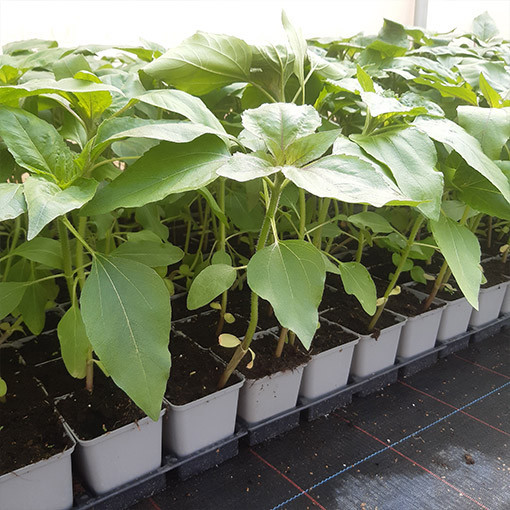 Ornamental Sunflower ‘Italian White'