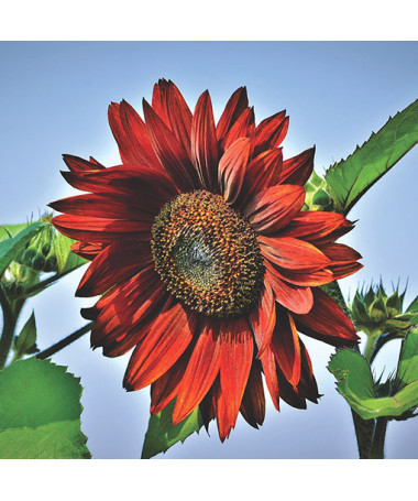 Ornamental Sunflower ‘Moulin Rouge'