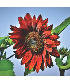 Ornamental Sunflower ‘Moulin Rouge'