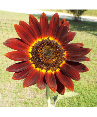 Ornamental Sunflower ‘Moulin Rouge'