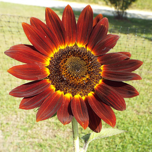 Ornamental Sunflower ‘Moulin Rouge'