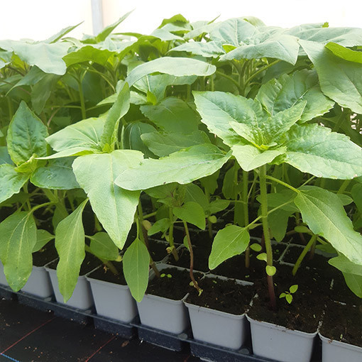 Ornamental Sunflower ‘Moulin Rouge'