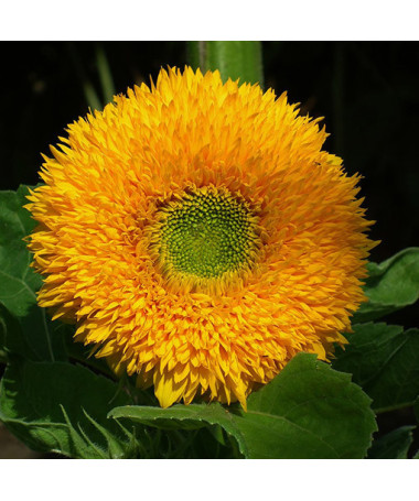 Ornamental Sunflower ‘Sungold Tall'
