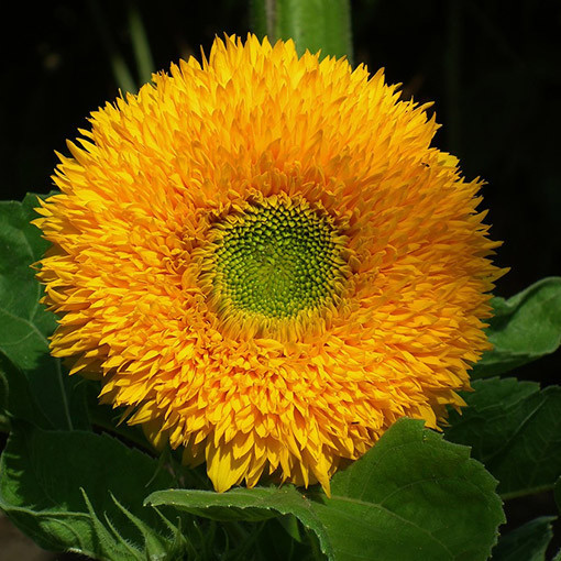 Ornamental Sunflower ‘Sungold Tall'