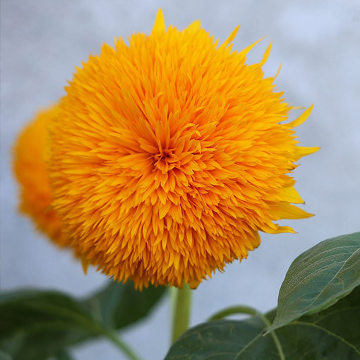 Ornamental Sunflower ‘Sungold Tall'