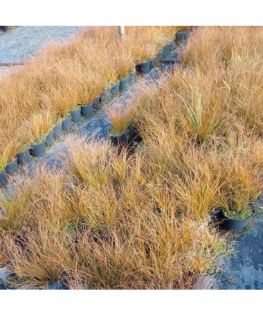 Brick‑coloured sedge PRAIRIE FIRE  4L