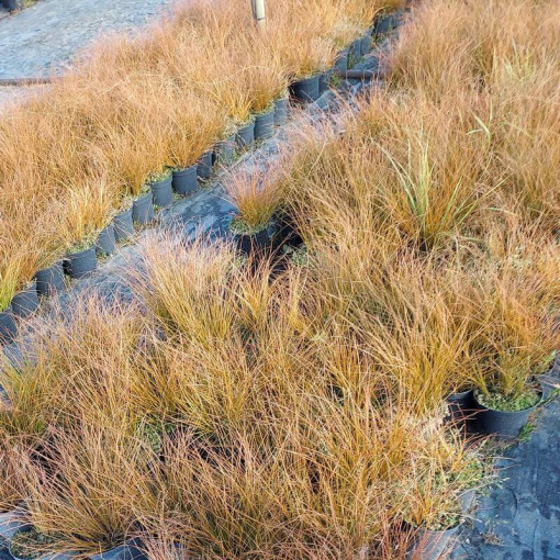 Brick‑coloured sedge PRAIRIE FIRE  4L