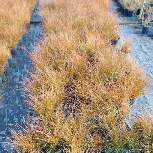 Brick‑coloured sedge PRAIRIE FIRE  4L