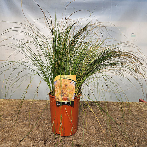 Brick‑coloured sedge PRAIRIE FIRE  4L