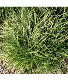 Morrow's Sedge ‘Ice Dance'  4L