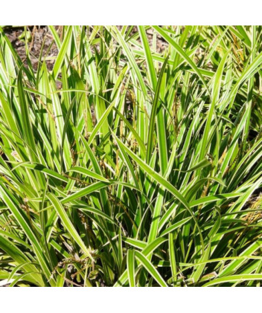 Morrow's Sedge ‘Ice Dance'  4L