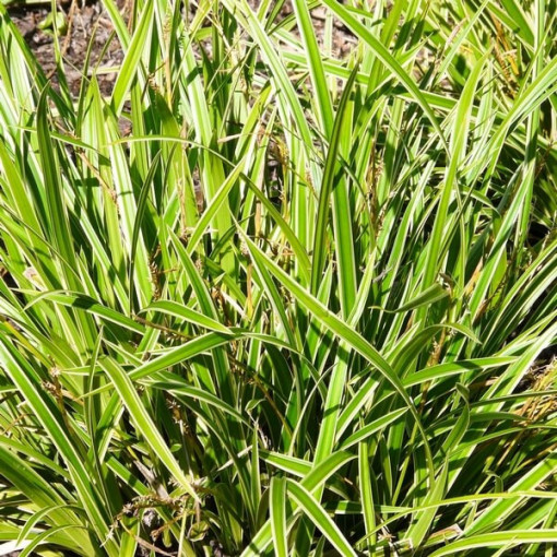 Morrow's Sedge ‘Ice Dance'  4L